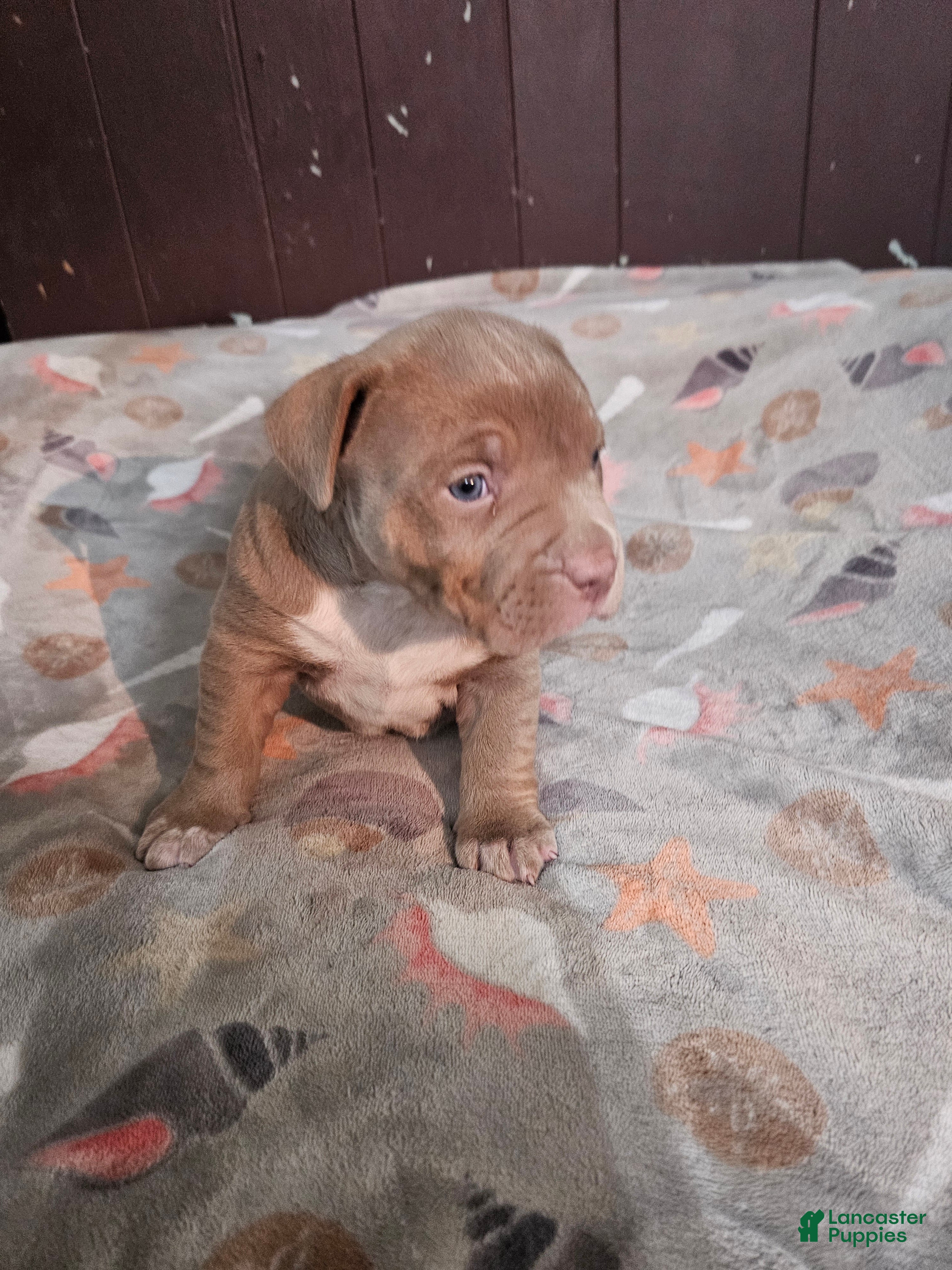 American Bully dogs Lilac Girl - Ad 2