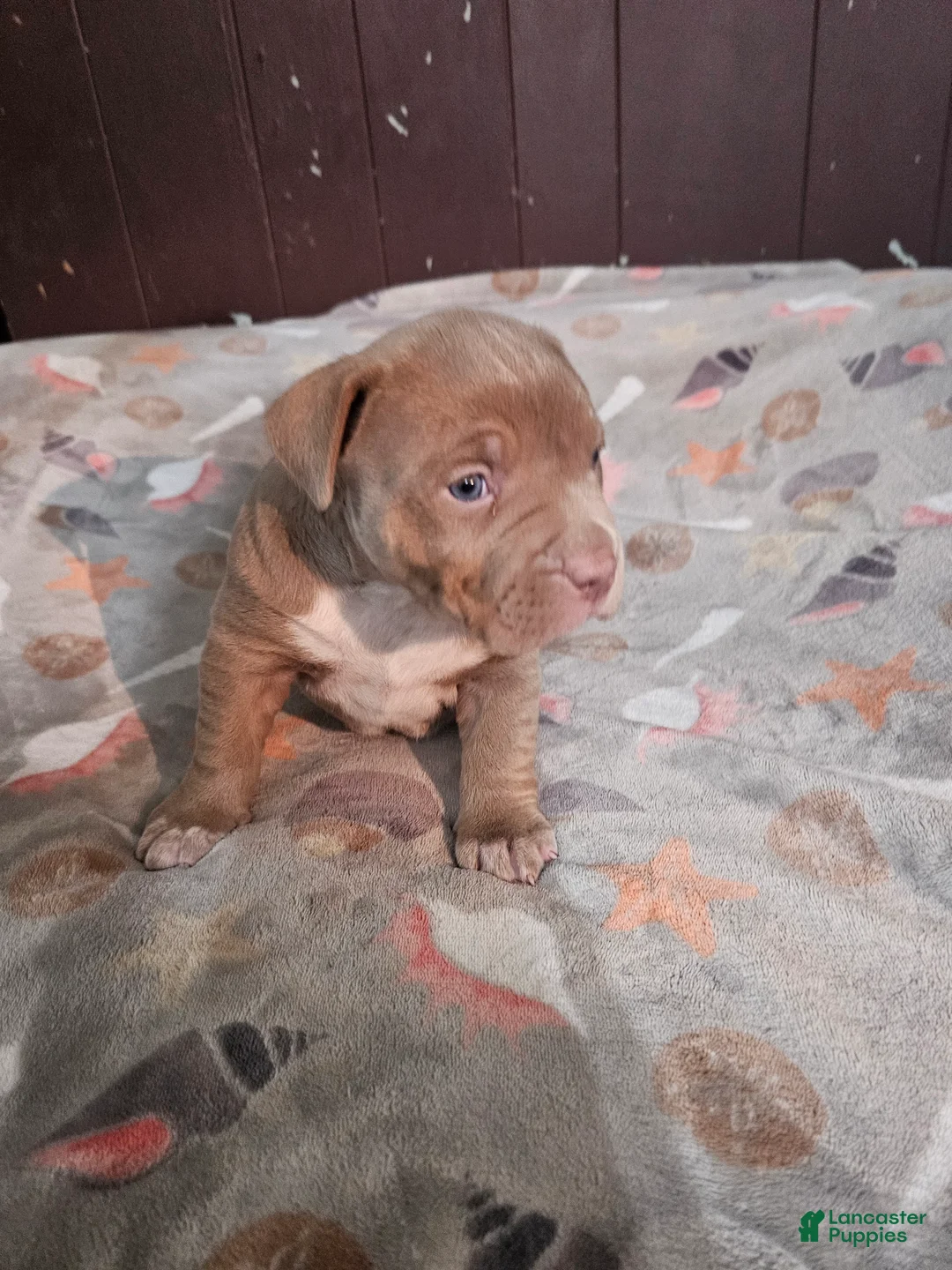 American Bully dogs for sale: Lilac Girl - Ad 2