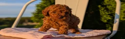 Miniature Poodle dogs for sale: Harper - Ad 4