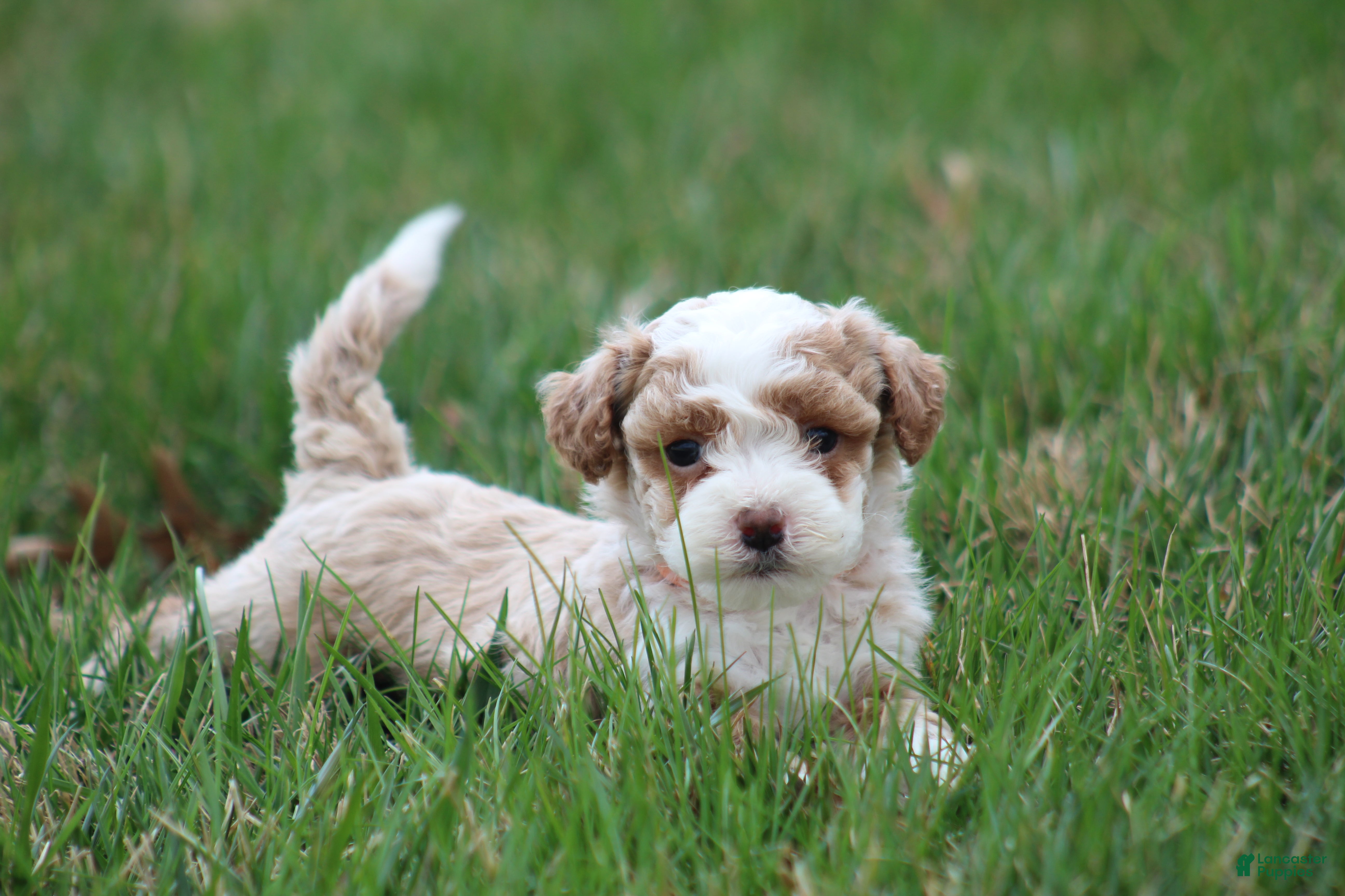 Bichpoo dogs Ryder - Ad 1