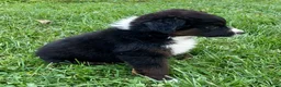 Australian Shepherd dogs for sale: Biscuit - Ad 3