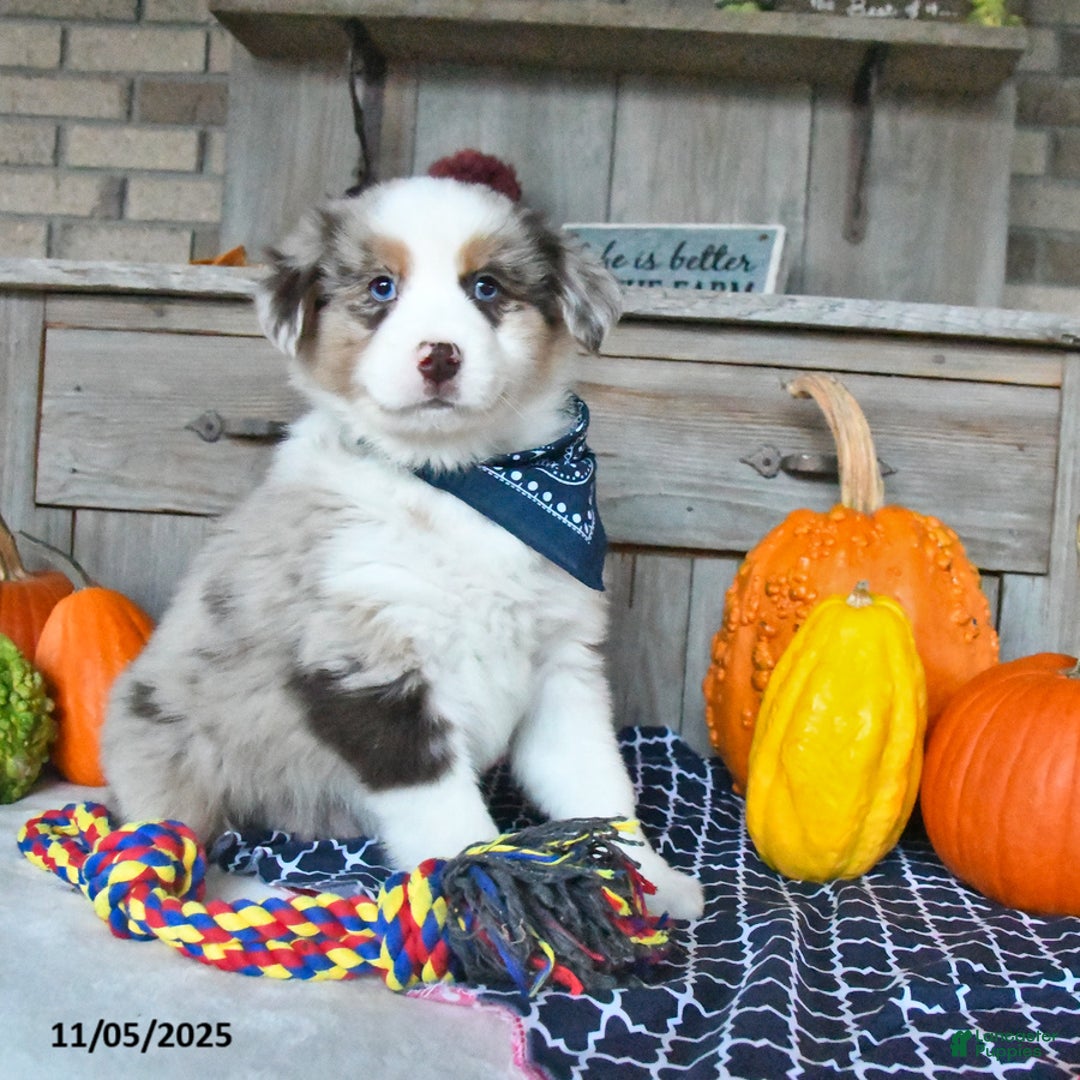 Australian Shepherd dogs for sale: Dusty - Ad 6