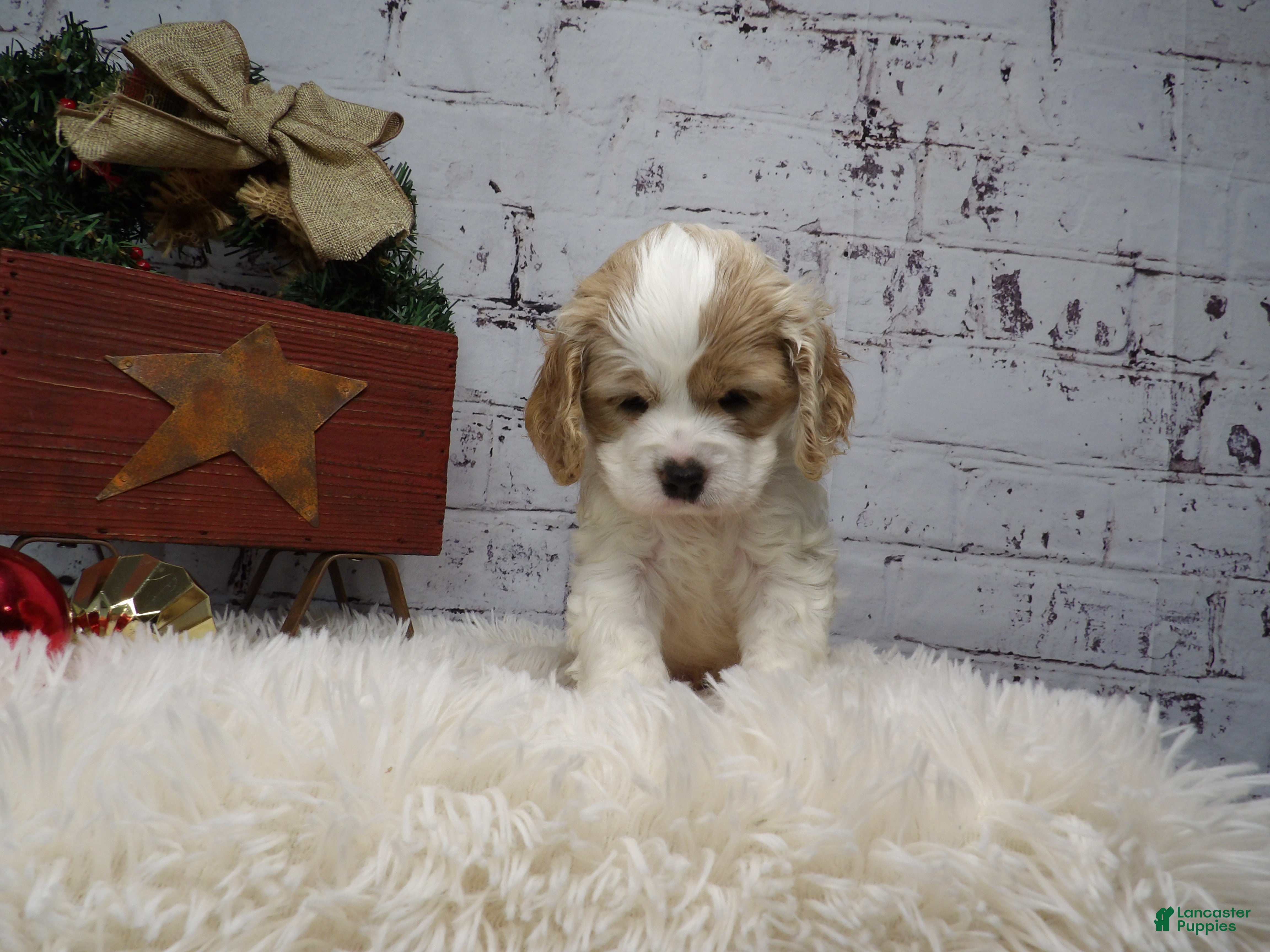 Cocker Spaniel dogs Matt - Ad 9