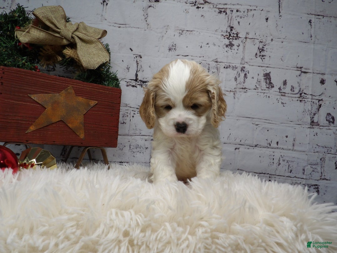 Cocker Spaniel dogs for sale: Matt - Ad 1