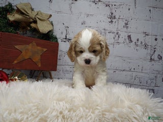 Cocker Spaniel dogs Matt - Ad 9