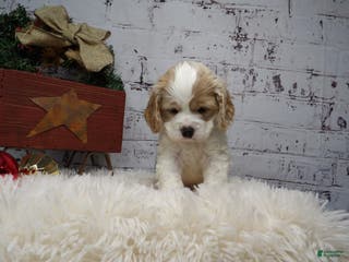 Cocker Spaniel dogs Matt - Ad 10