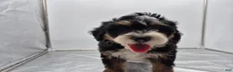 Bernedoodle dogs for sale: Remmy - Ad 3