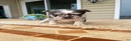 French Bulldog dogs for sale: Bella - Ad 5