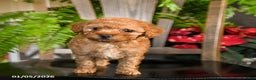 Toy Poodle dogs for sale: Wiggles - Ad 2