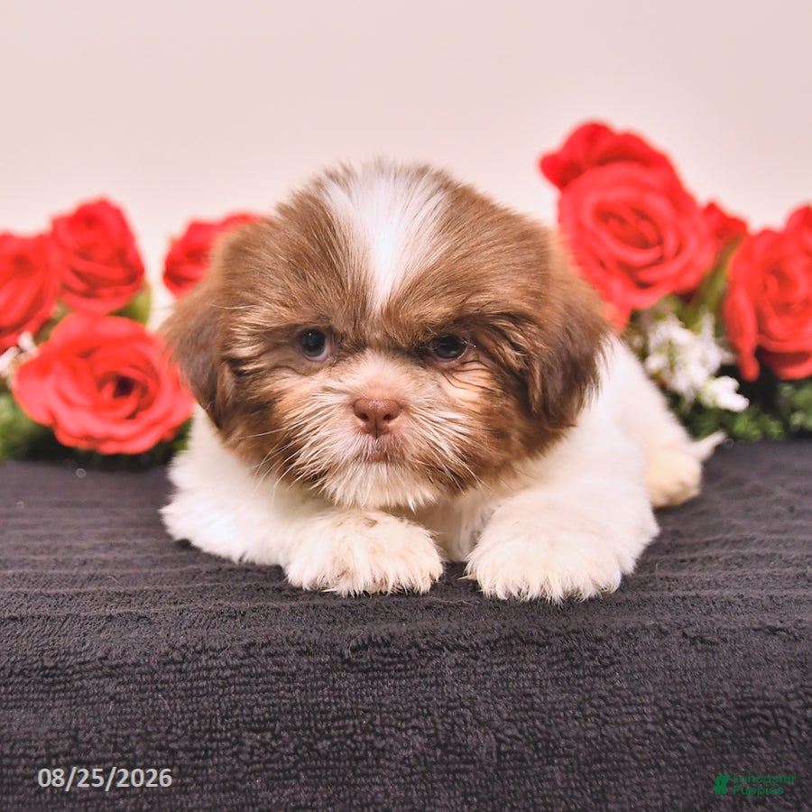 Shih Tzu dogs Kermit - Ad 2