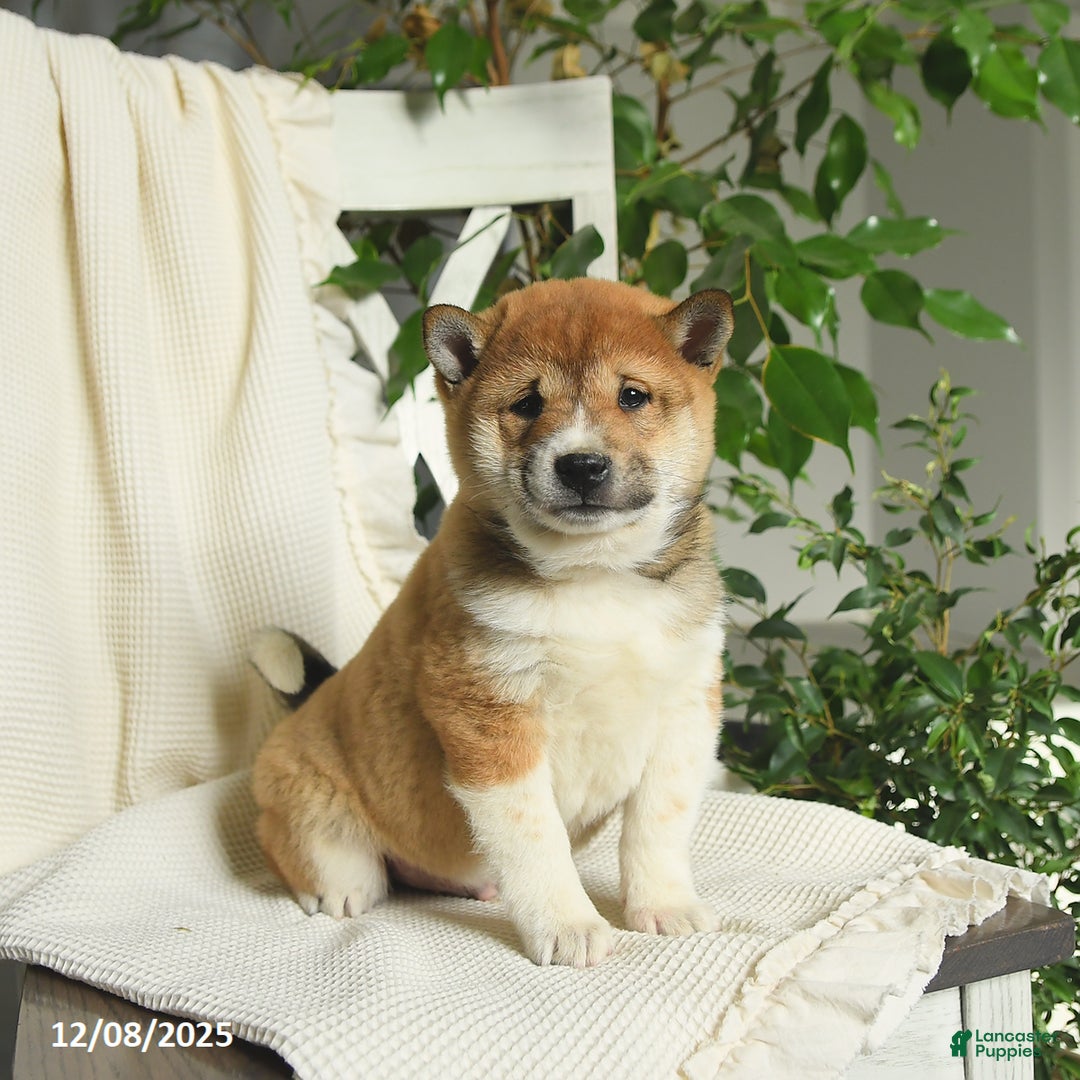 Shiba Inu dogs for sale: Ace - Ad 3
