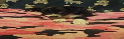 Chihuahua dogs for sale: Misty (T-Cup) - Ad 16