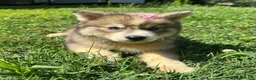 Siberian Husky dogs for sale: RUBY - Ad 28