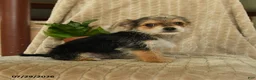 Morkie dogs for sale: Norman - Ad 3
