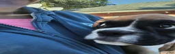 Boxer dogs for sale: Boxer 4 - Ad 4