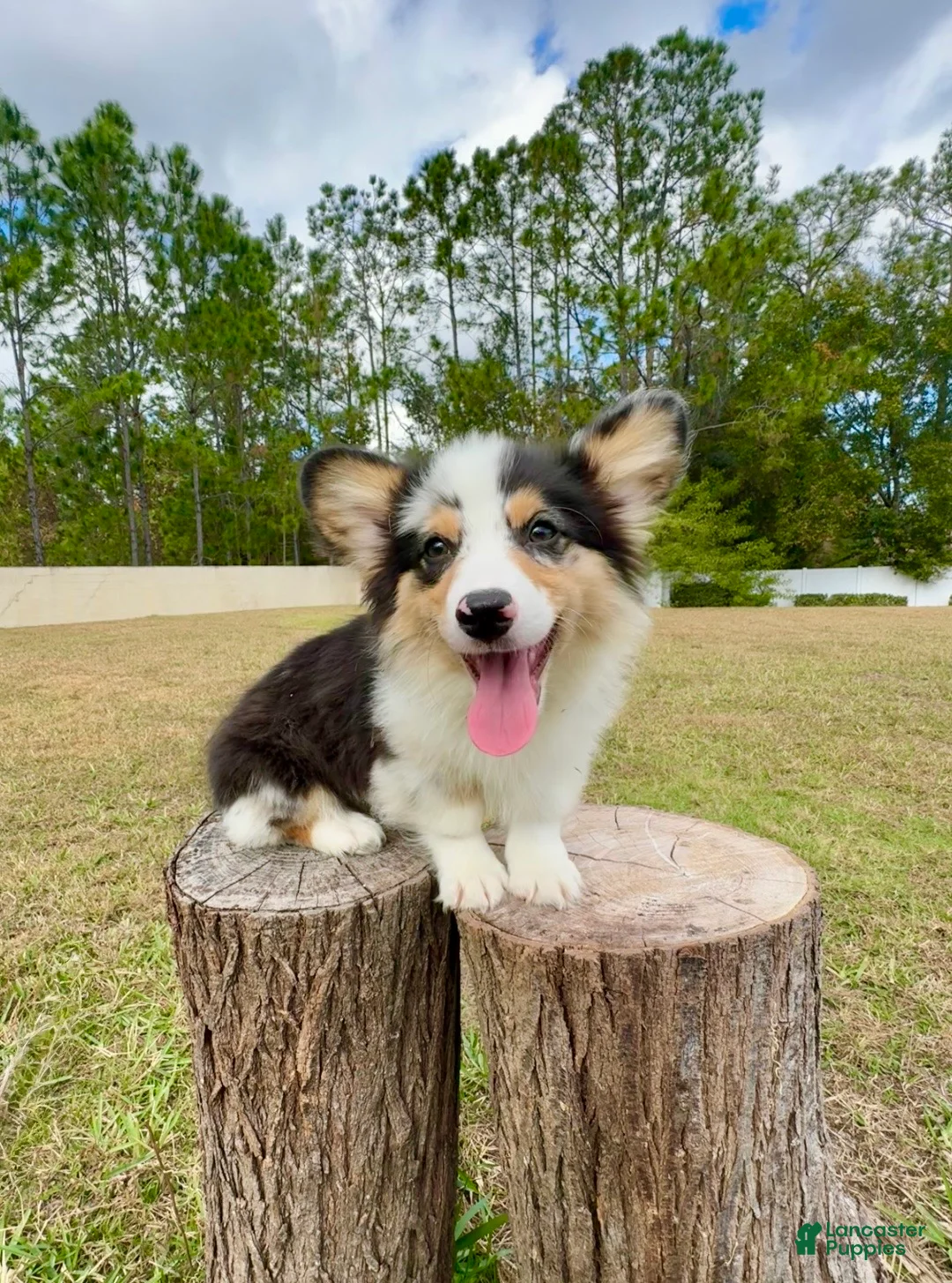 Mixed Breed dogs for sale: Augustus  - Ad 1