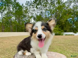 Mixed Breed dogs Augustus - Ad 1