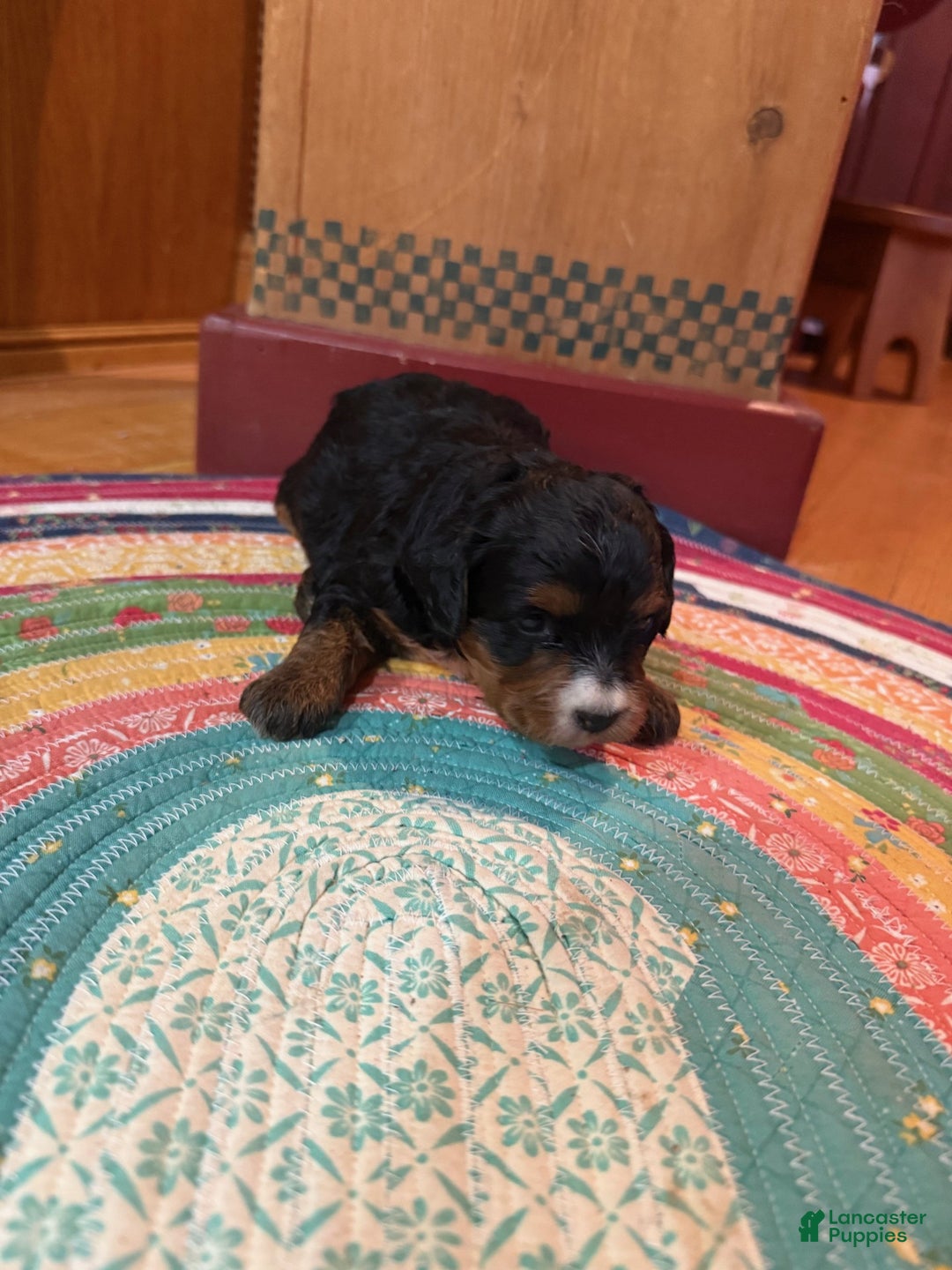 Mini Bernedoodle dogs for sale: Olive - Ad 3