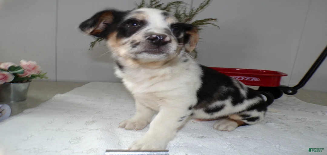 Gallery Image {{count}}