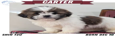 Carter 