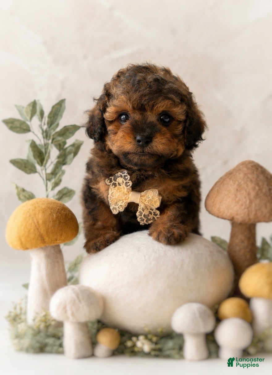Shihpoo dogs Oliver - Ad 1
