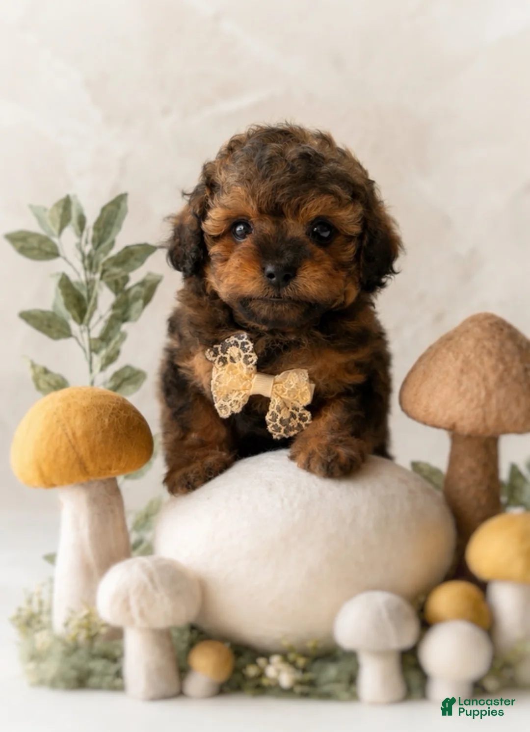 Shihpoo dogs for sale: Oliver - Ad 1
