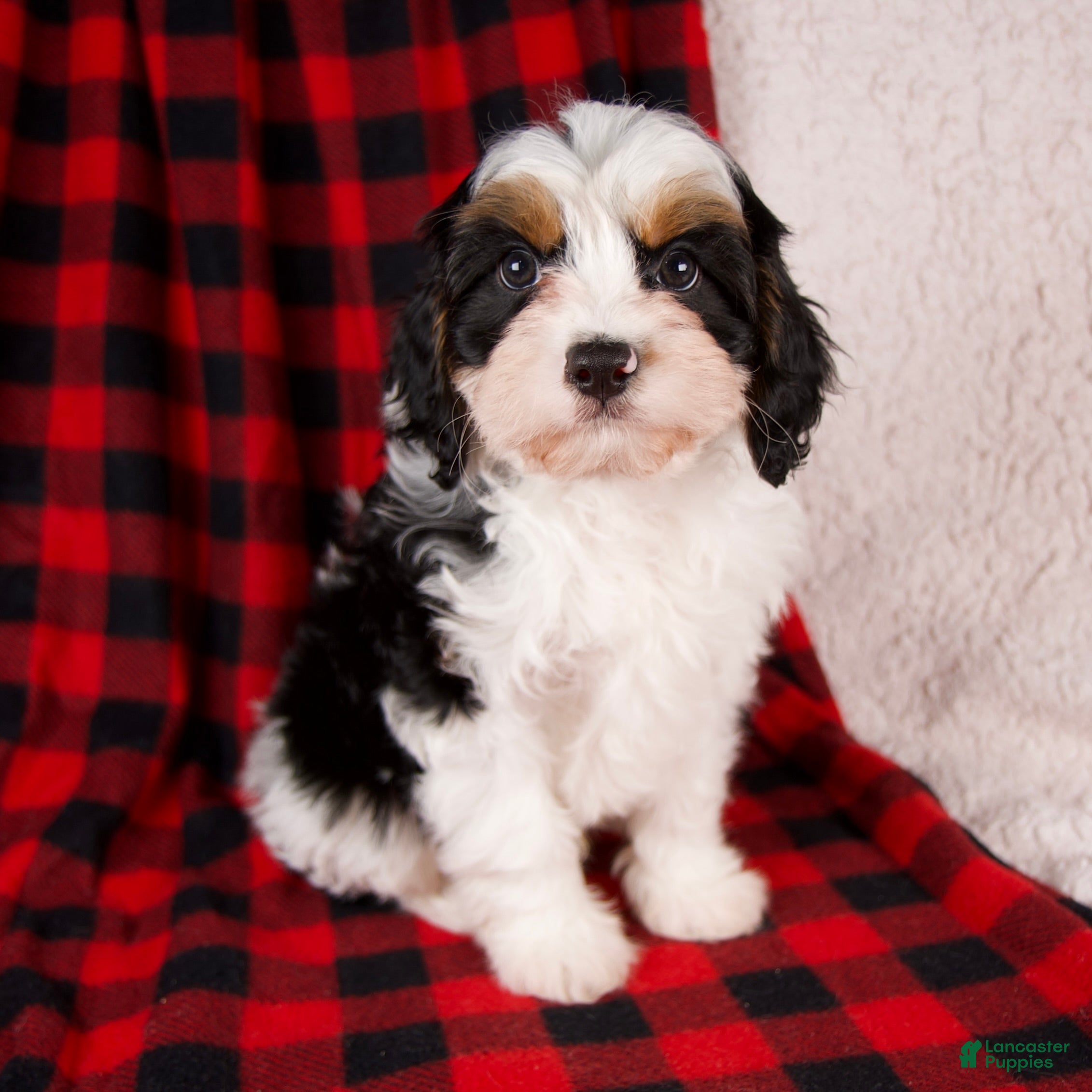 Cavapoo dogs Noah - Ad 1