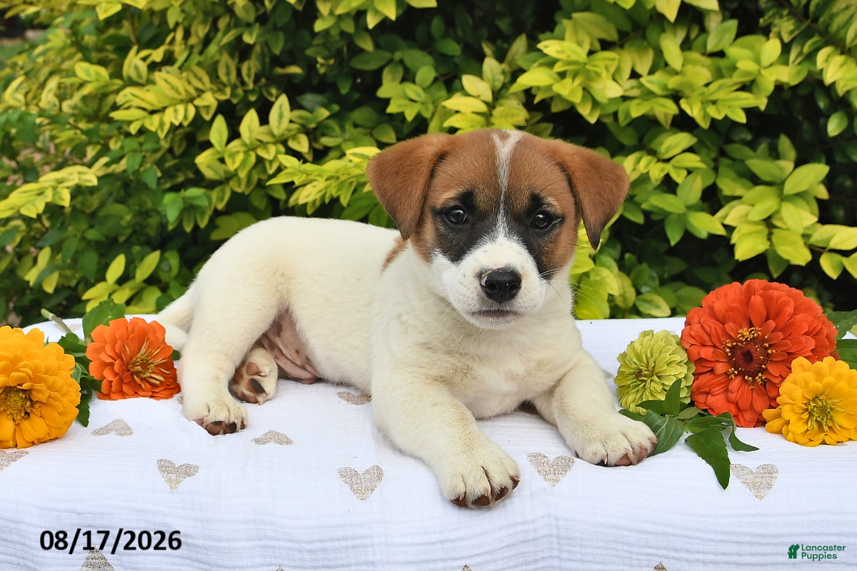 Mixed Breed dogs Dack - Ad 1