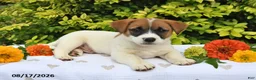 Mixed Breed dogs for sale: Dack - Ad 1