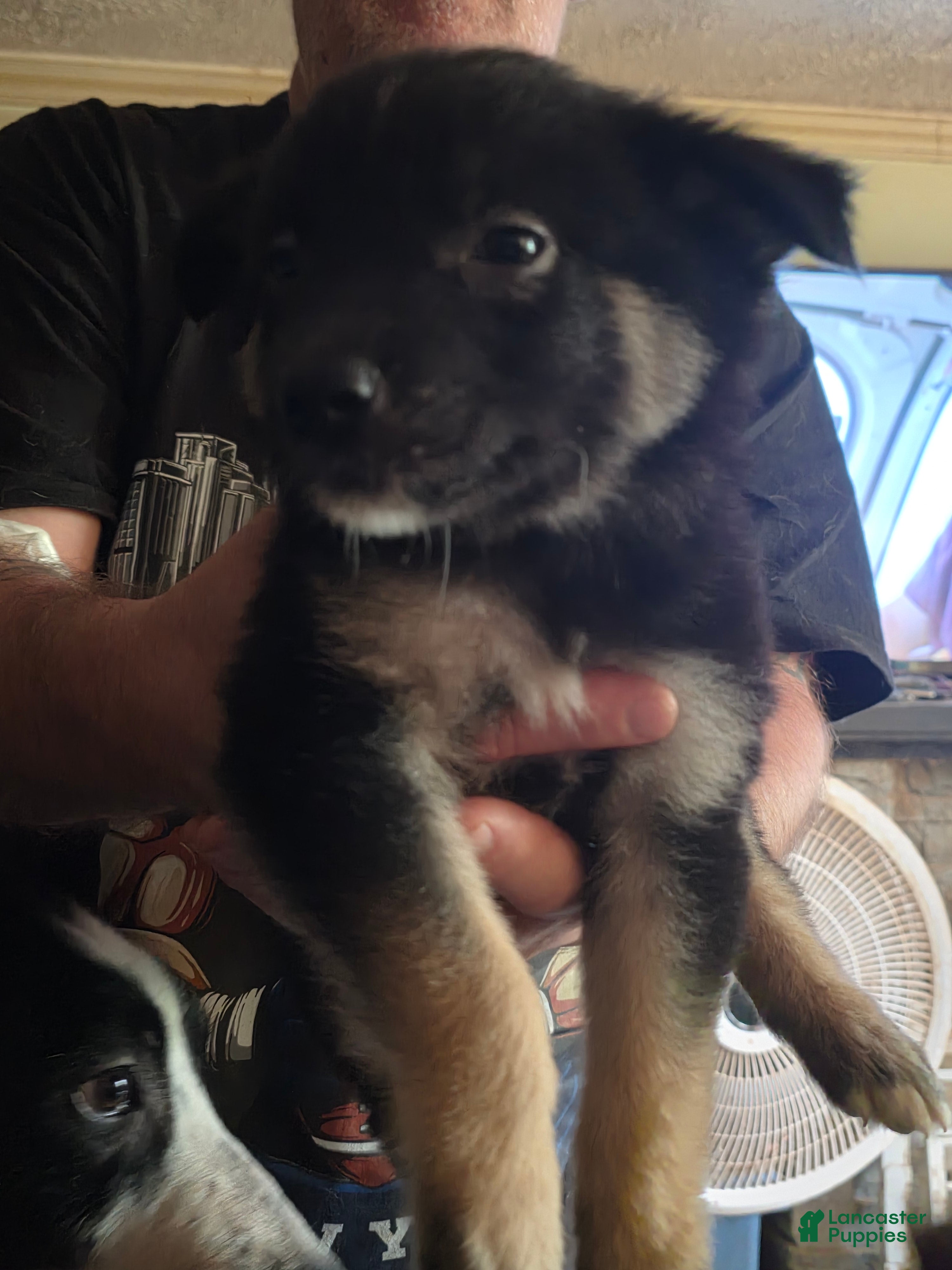 Australian Shepherd dogs Ronan - Ad 26