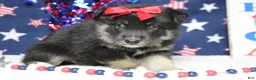 Mixed Breed dogs for sale: Violet  - Ad 3