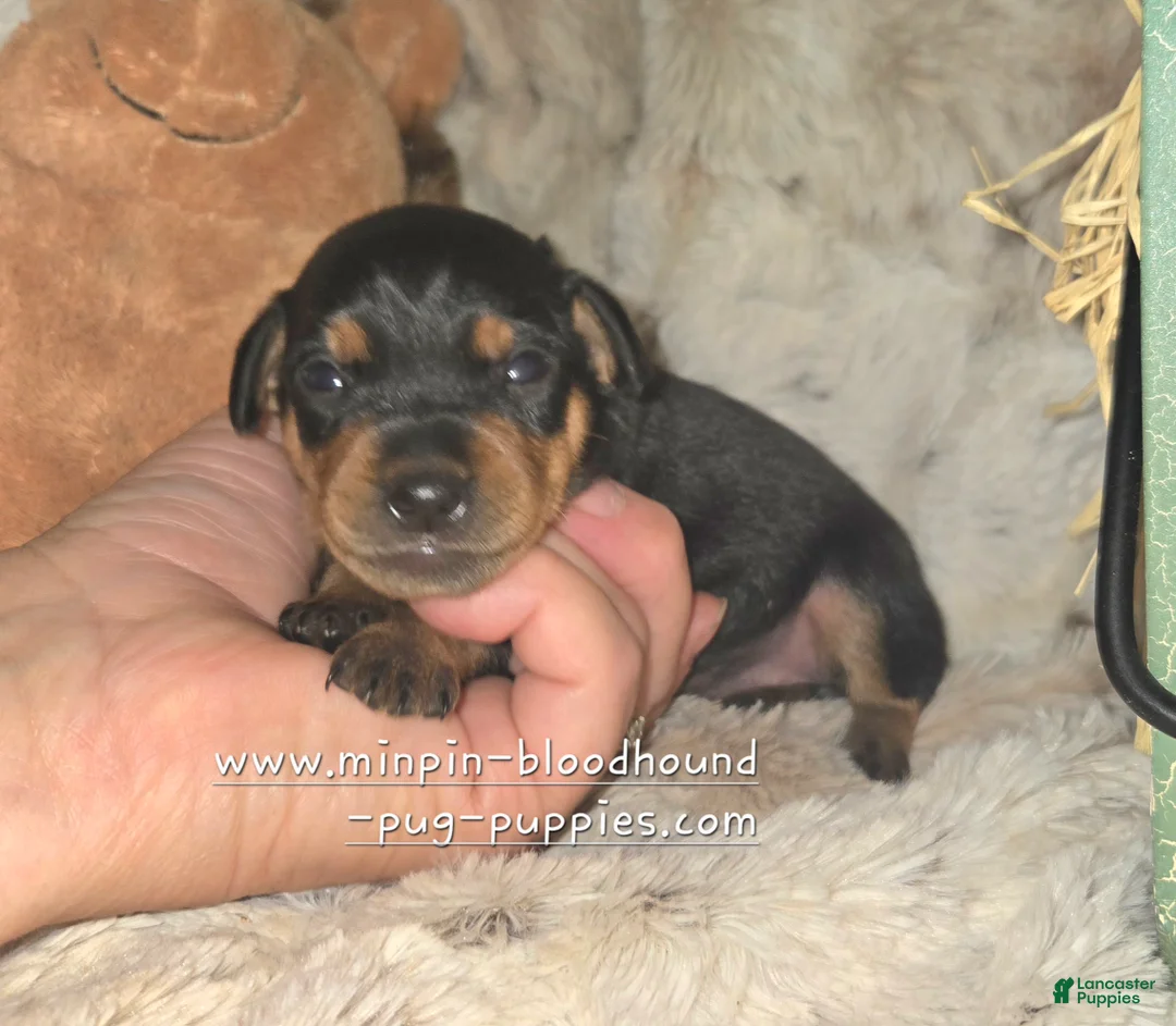Miniature Pinscher dogs for sale: Gypsy  - Ad 2