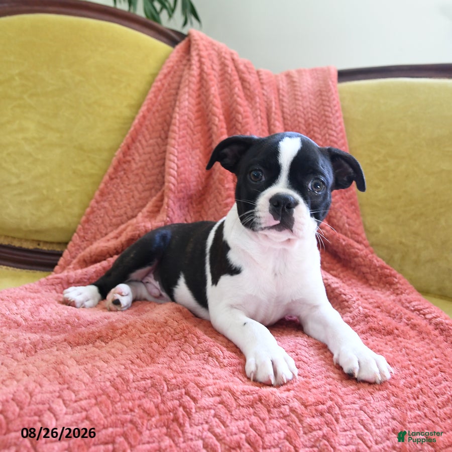 Boston Terrier dogs Ziggy - Ad 2