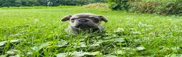 French Bulldog dogs for sale: Bella - Ad 12