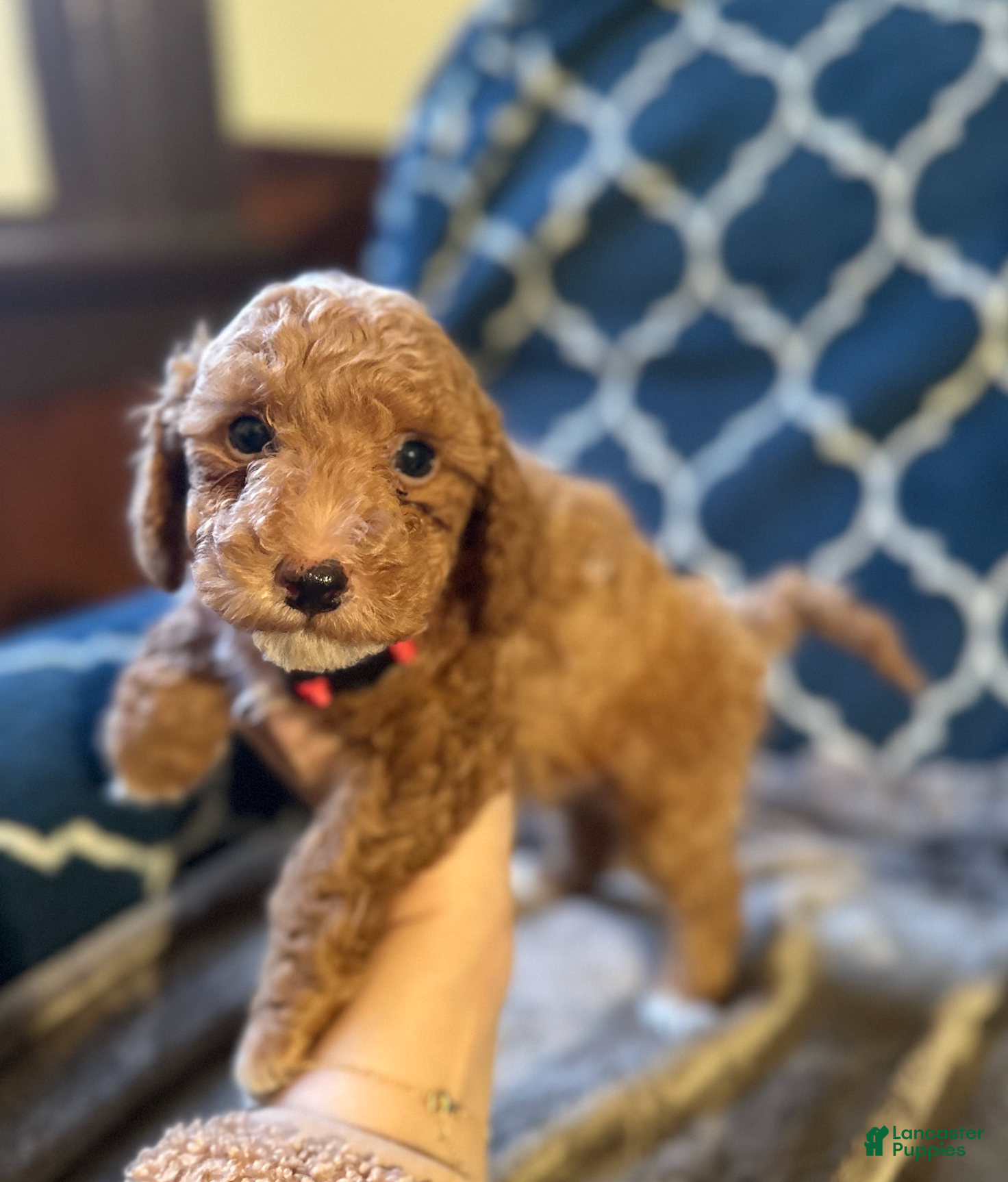 Mixed Breed dogs Gatsby- AKC Genetically Tested Parents  - Ad 6