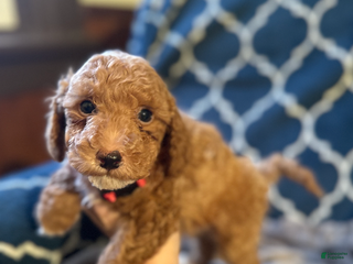 Mixed Breed dogs Gatsby- AKC Genetically Tested Parents - Ad 33