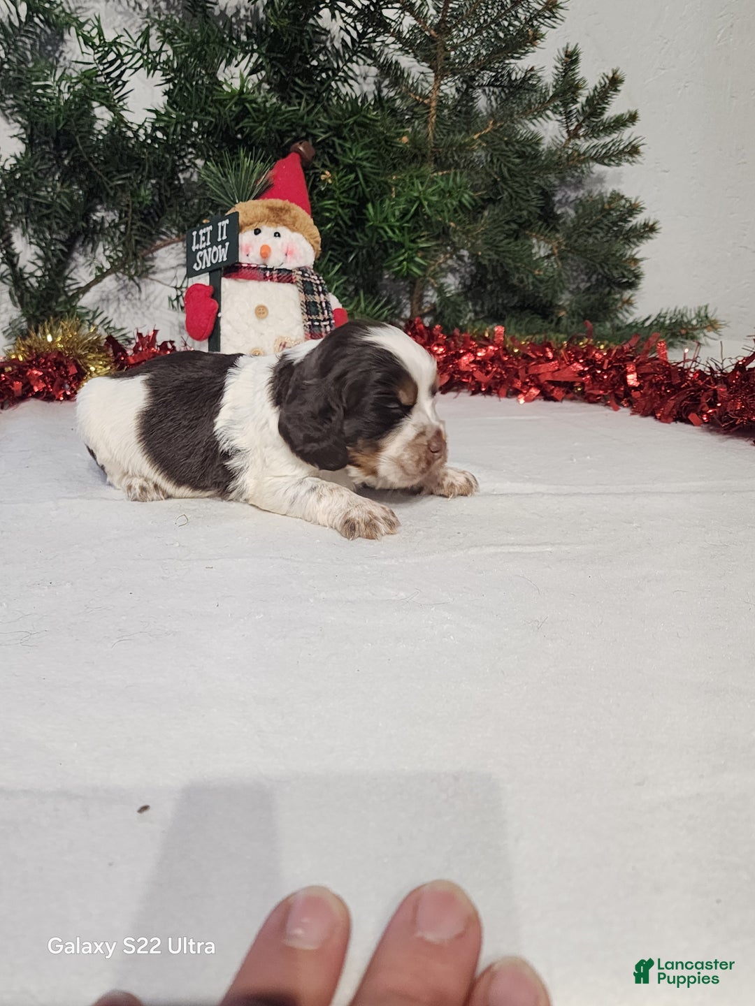 English Springer Spaniel dogs for sale: Myla  - Ad 1