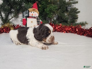 English Springer Spaniel dogs Myla - Ad 2