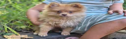 Pomeranian dogs for sale: Toulouse Pomeranian  - Ad 2