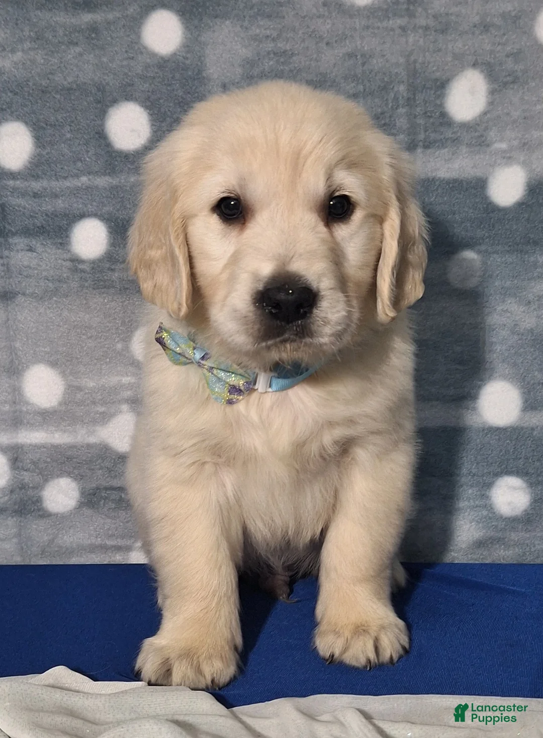 Golden Retriever dogs for sale: Jordan - Ad 3