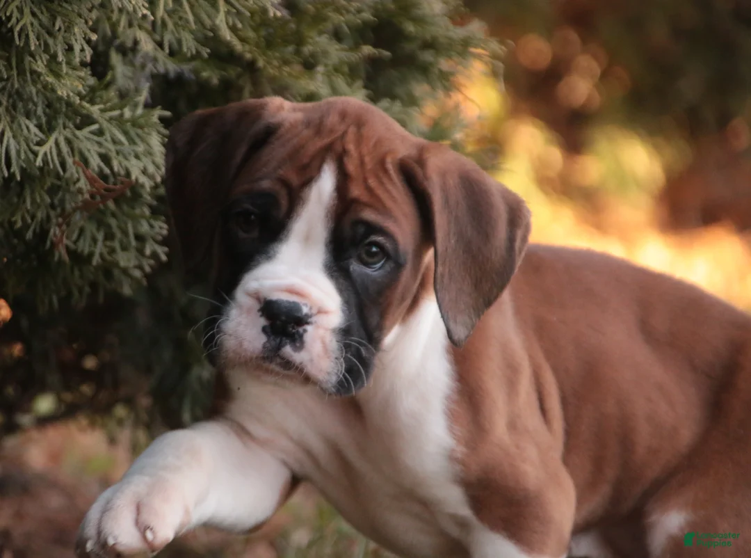 Boxer dogs for sale: Asher - Ad 5