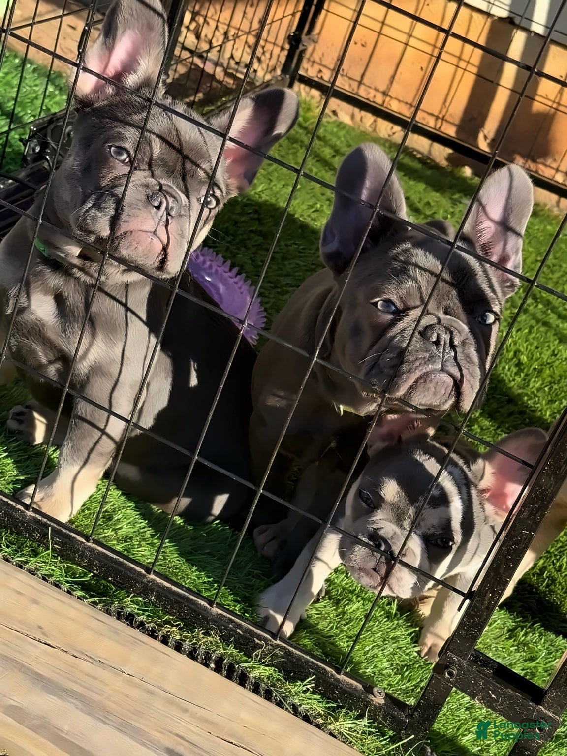 French Bulldog dogs French Bulldog Puppy 3 - Ad 23