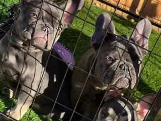 French Bulldog dogs French Bulldog Puppy 3 - Ad 9