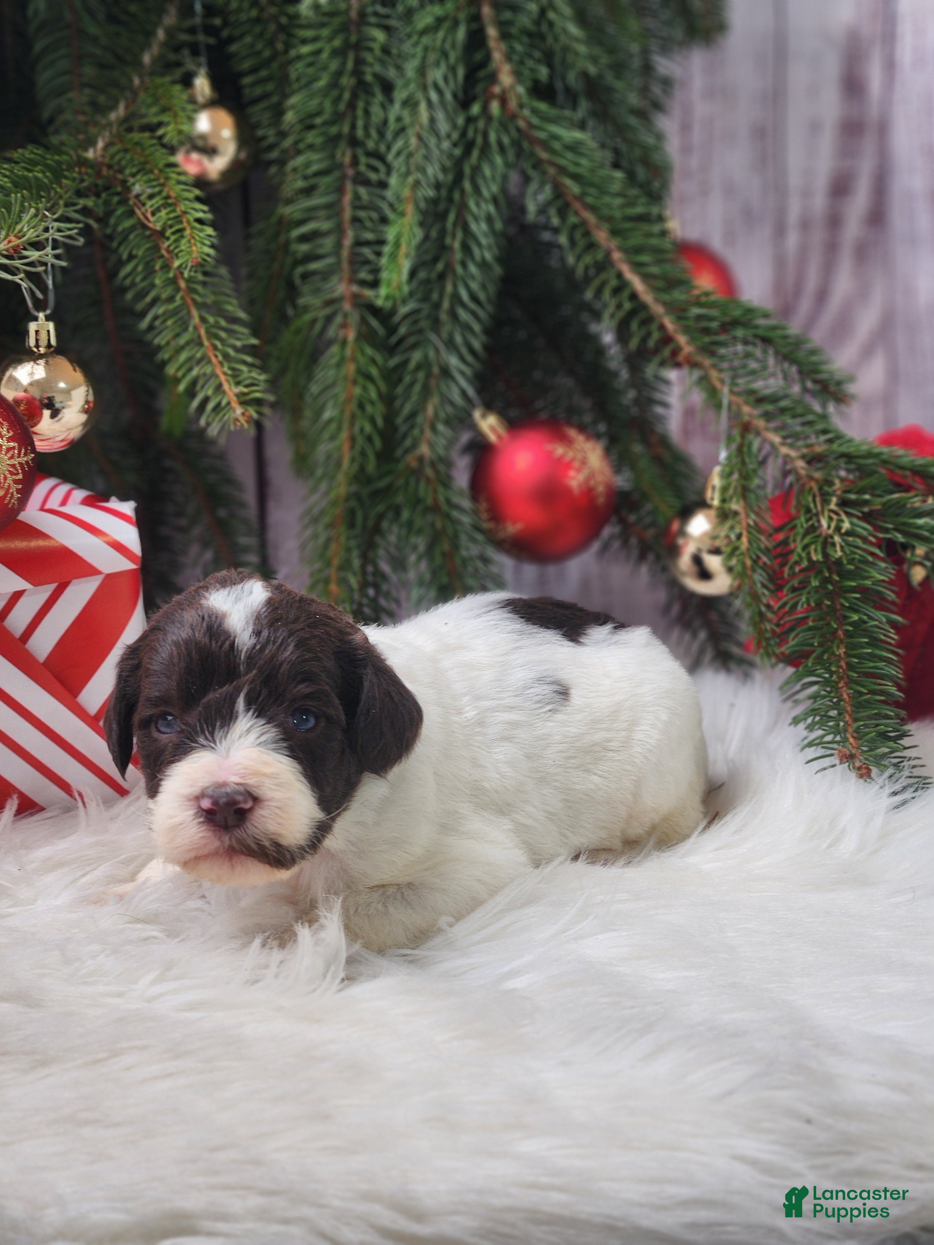 Labradoodle dogs Louise - F1B - Ad 2