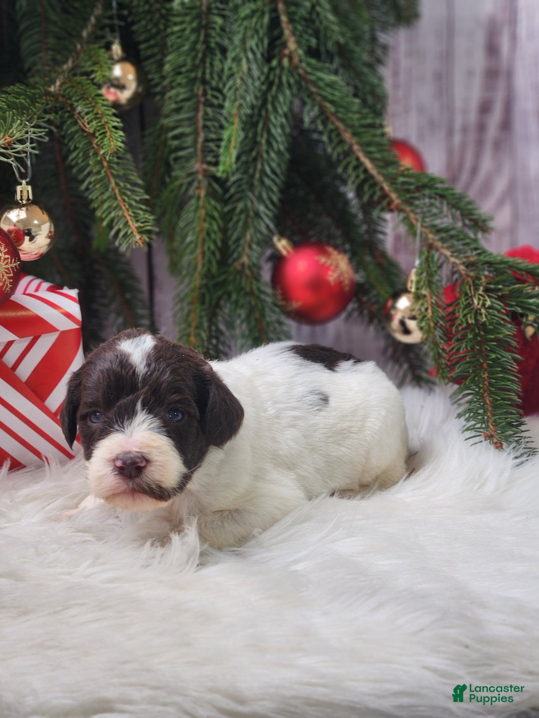 Labradoodle dogs for sale: Louise - F1B - Ad 1