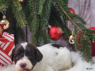 Labradoodle dogs Louise - F1B - Ad 2