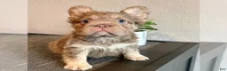 French Bulldog dogs for sale: FENDI - ISABELLA TAN BIG ROPE - CA-USA DELIVERY - Ad 2