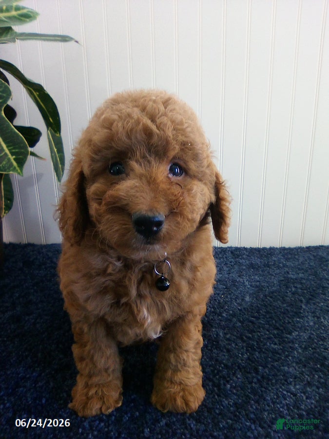Miniature Poodle dogs Tony - Ad 2