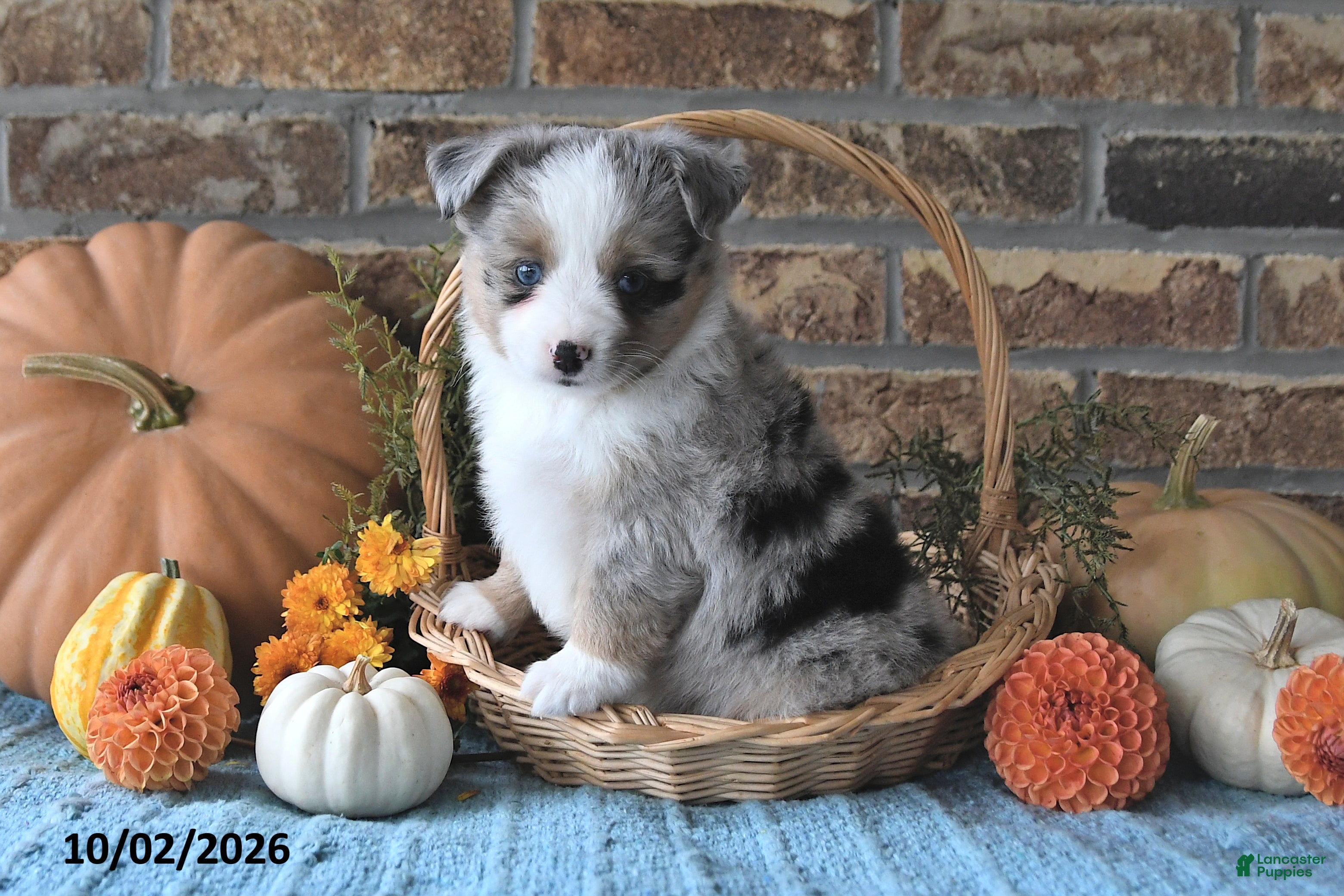 Miniature Australian Shepherd dogs Hope - Ad 2