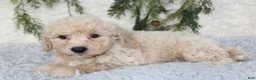 Bichpoo dogs for sale: Bichpoo 2 - Ad 4